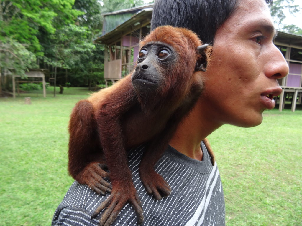Isla de los Monos, Iquitos