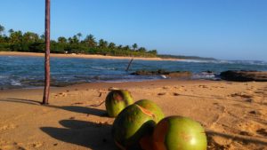 Coconut at River Caraiva